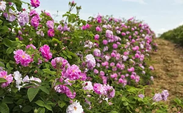 تصویر 1 از فروش اسانس گل محمدی طبیعی + فروش صادراتی